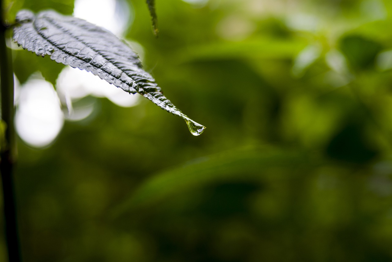 依生生物最新股票動態(tài)全面解析，最新消息與全面解讀