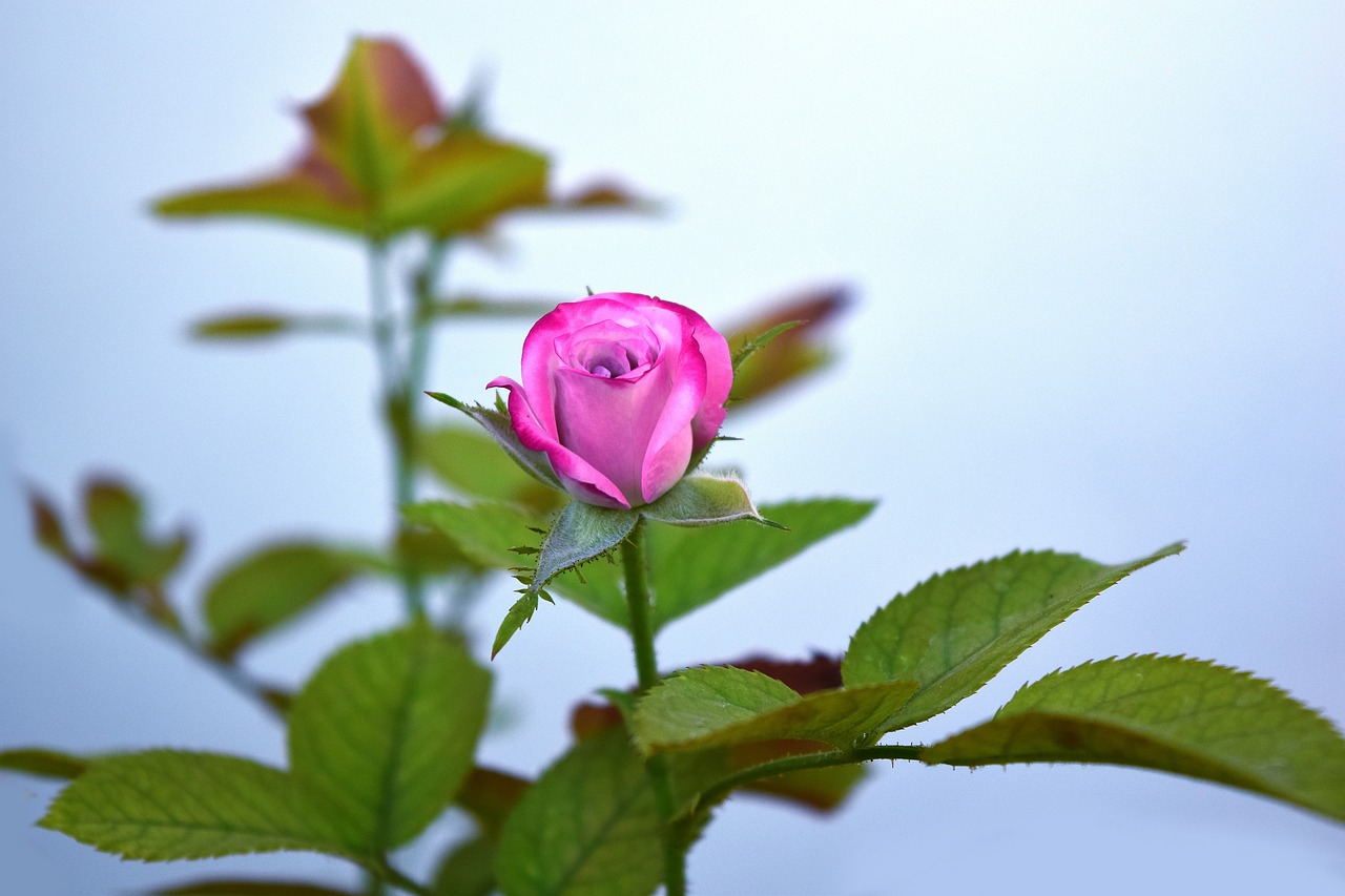 花骨朵兒