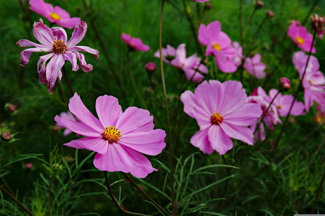 三峽花苑，時(shí)代風(fēng)采與花朵的綻放同步前行