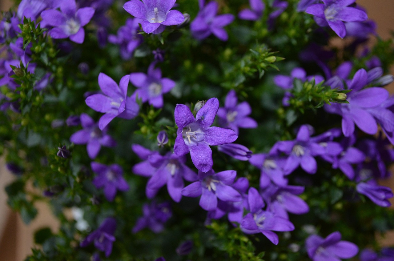 燕郊四季花都最新動態(tài)，城市未來之花綻放，花朵與都市共成長