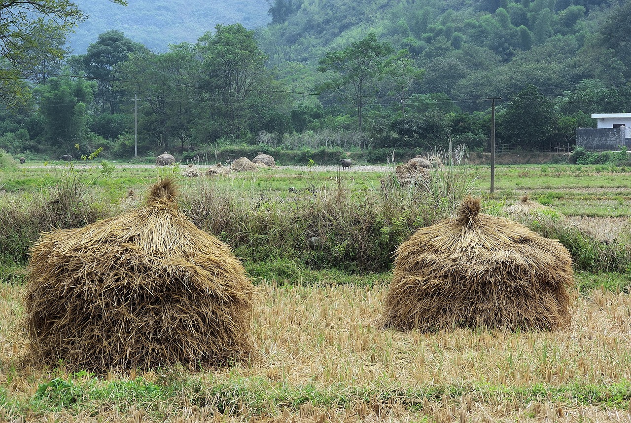 中國(guó)塘二期最新動(dòng)態(tài)全面解讀