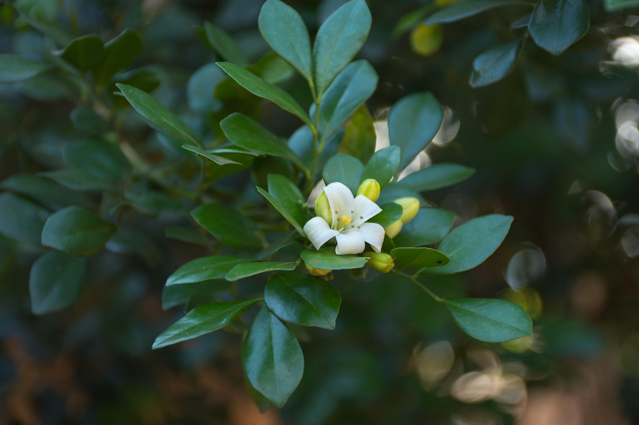 中醫(yī)藥法最新動(dòng)態(tài)，邁向現(xiàn)代化與規(guī)范化的新征程